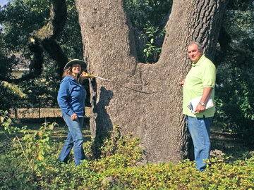 Shawn & Jim measuring a Live Oak