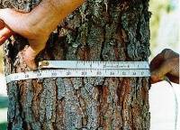Measuring a tree's circumference