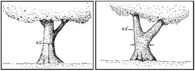 Measuring a tree's circumference